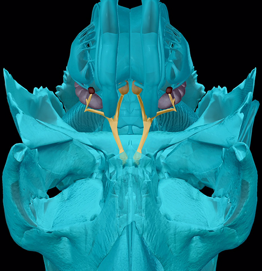 you-ve-got-some-more-nerve-s-the-cranial-nerves